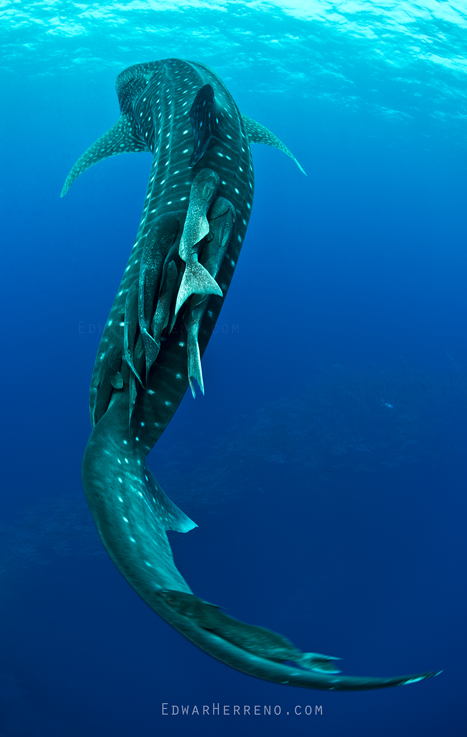 Whale Shark. Malpelo - Colombia.