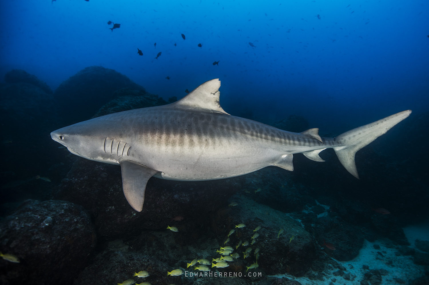 Pregnant Tiger Shark. Cocos Island - Costa Rica.