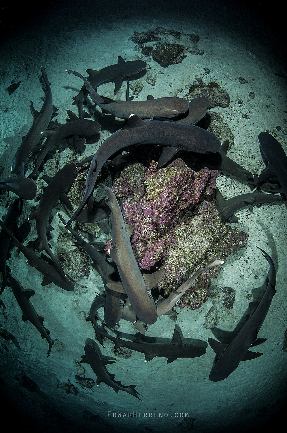 Whitetips Reef Shark Hunting at Night. Cocos Island - Costa Rica.