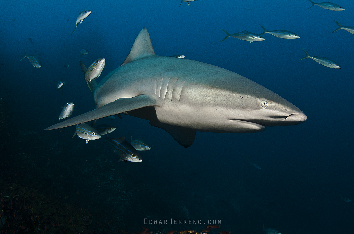 Galapago Shark - Dirty Rock. Cocos Island - Costa Rica.