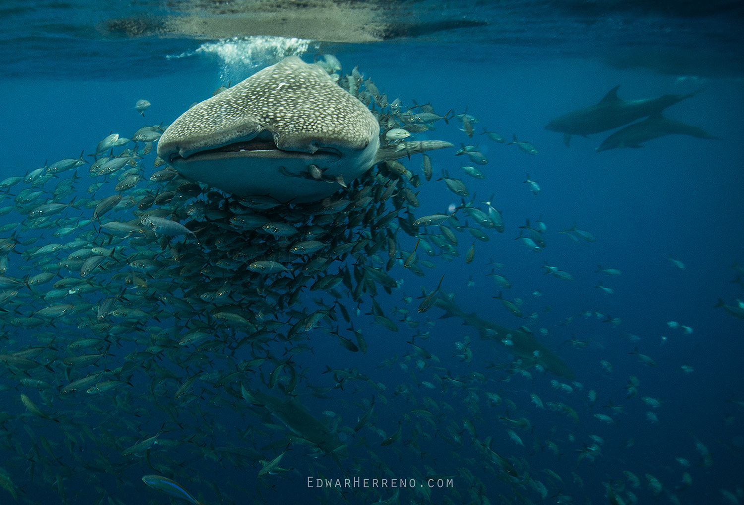 Whale Shark in a Bait Ball. Cocos Island - Costa Rica.