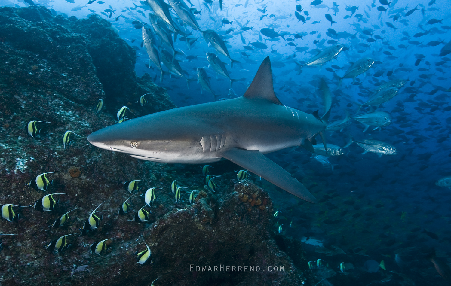 Galapago Shark - Dirty Rock. Cocos Island - Costa Rica.