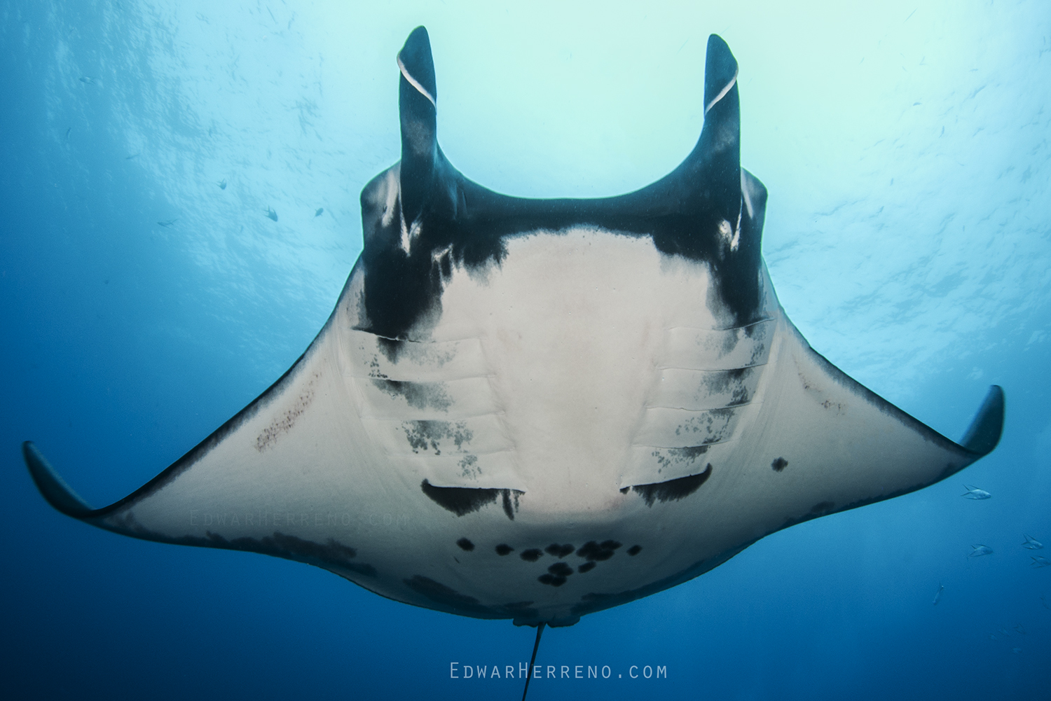 Giant Pacific Manta.  Bat Island - Costa Rica.