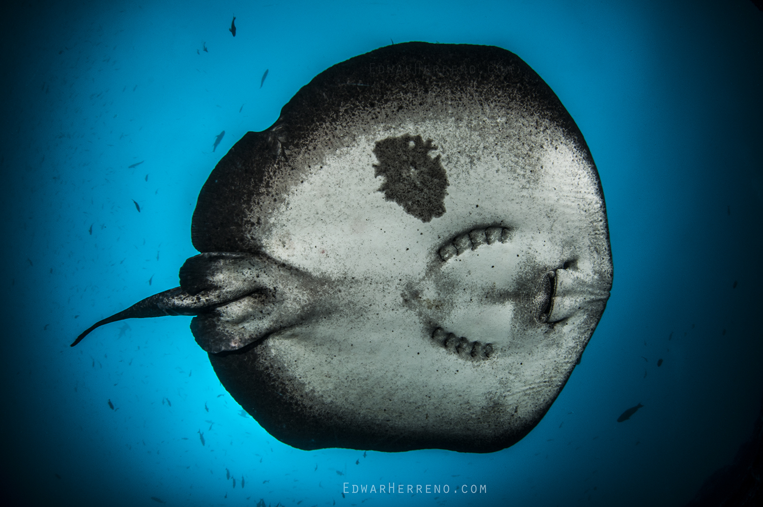 Marbled Ray - Submerged Rock. Cocos Island - Costa Rica.