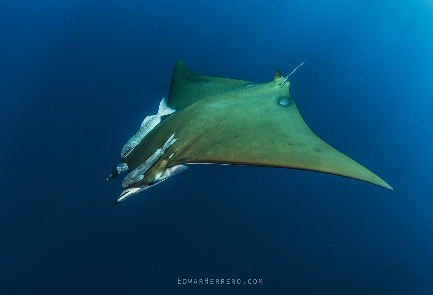 Devil Ray. Cocos Island - Costa Rica.