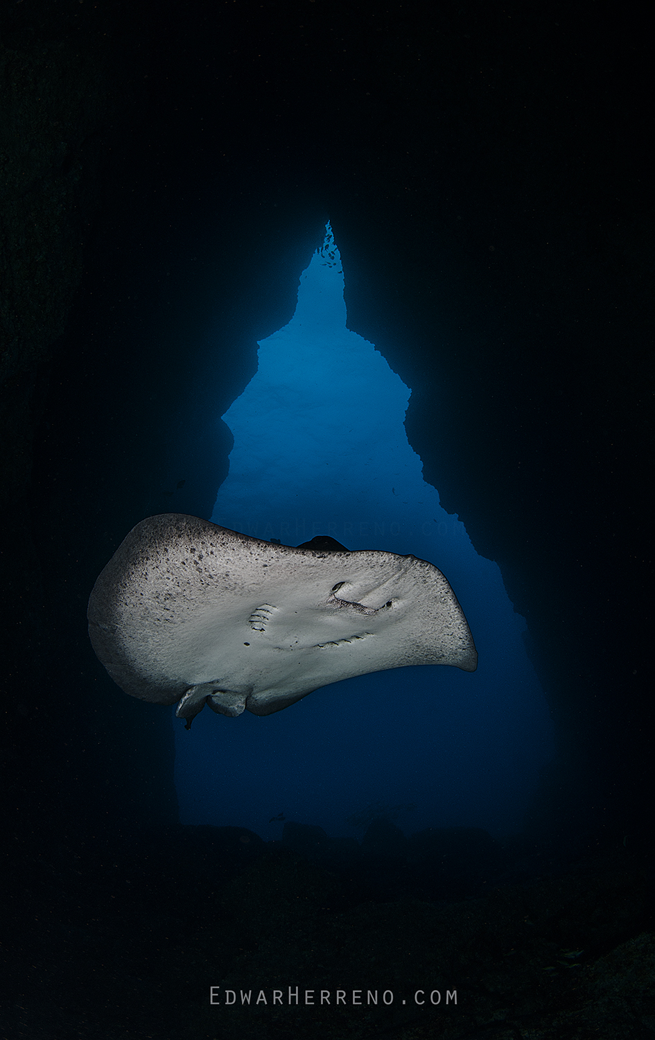 Marbled Ray - Big Dos Amigos. Cocos Island - Costa Rica.