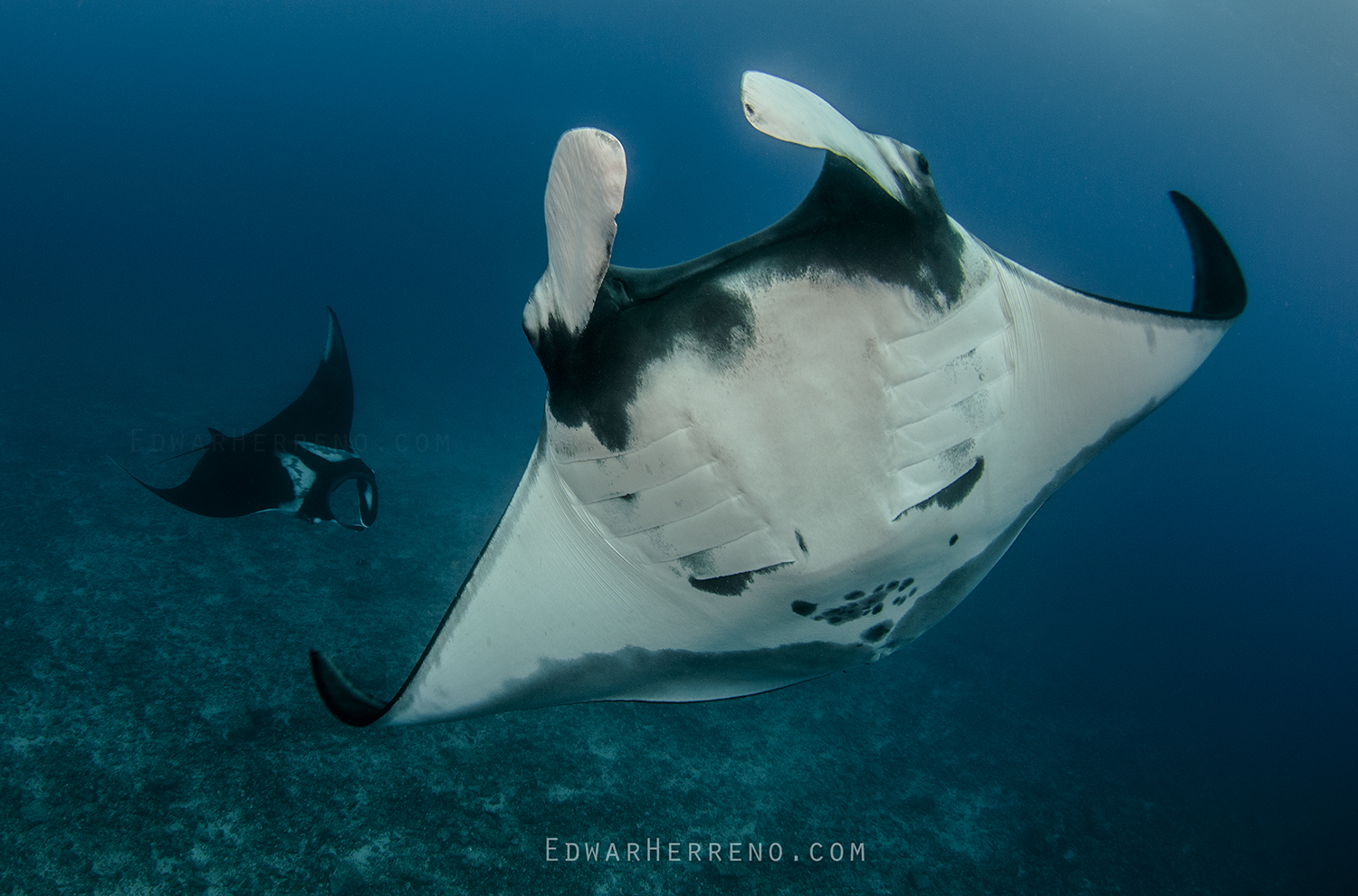 Giant Pacific Manta Ray. Bat Island - Costa Rica.