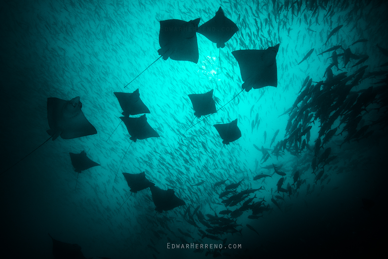 Eagle Rays. Black Rock - Costa Rica.