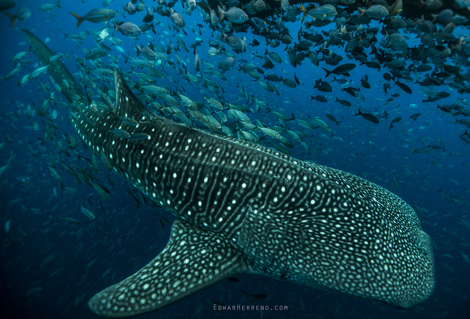 Whale Shark in a Bait Ball. Cocos Island - Costa Rica.