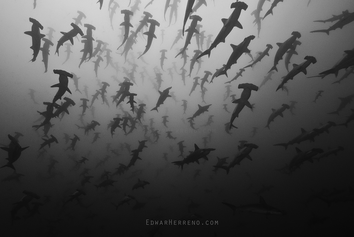 Scalloped Hammerhead Shark School. Cocos Island - Costa Rica.