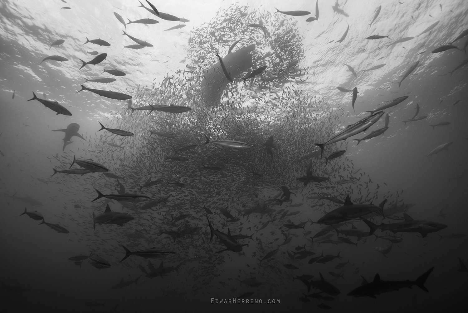 Bait Ball - Manuelita. Cocos Island - Costa Rica.