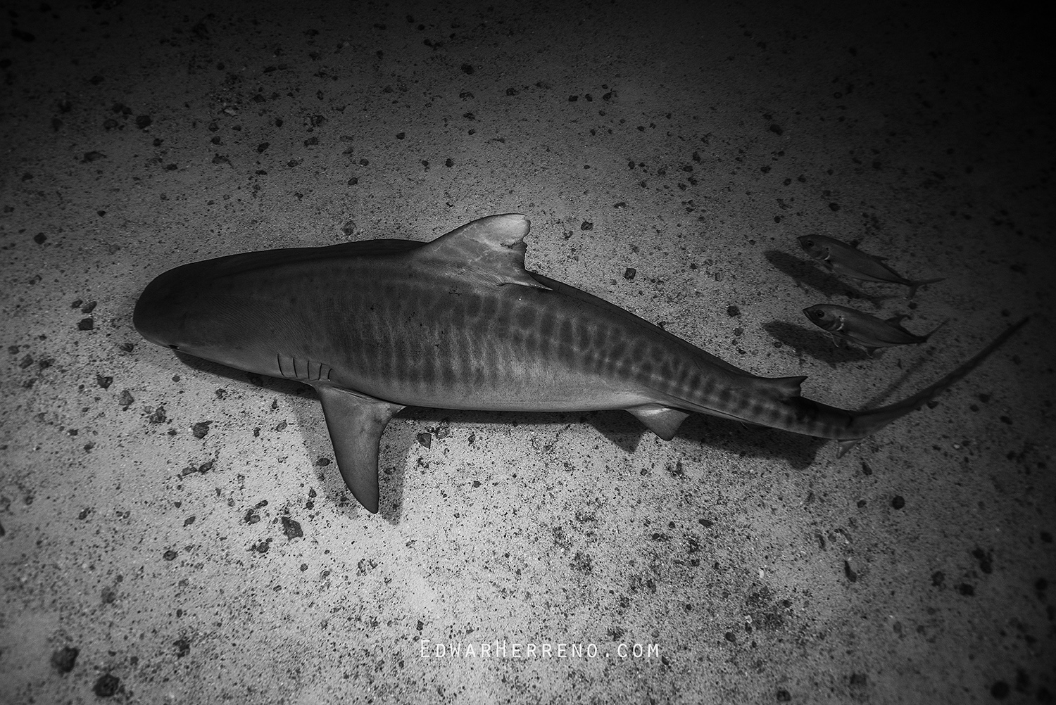 Tiger Shark - Manuelita. Cocos Island - Costa Rica.
