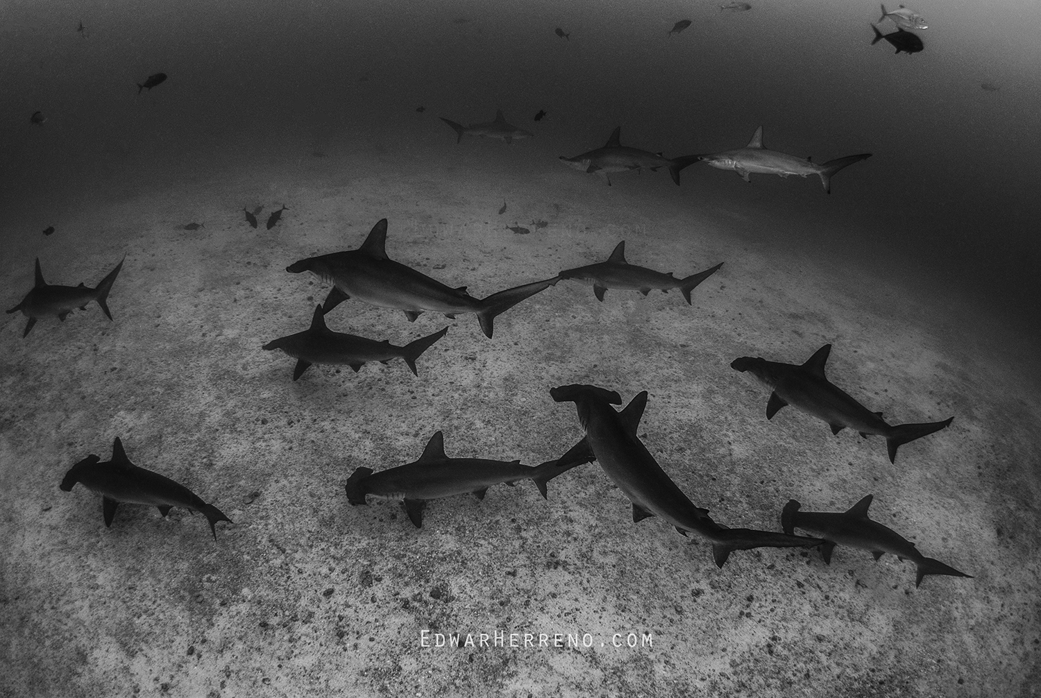 Scalloped Hammerhead Sharks - Manuelita. Cocos Island - Costa Rica.