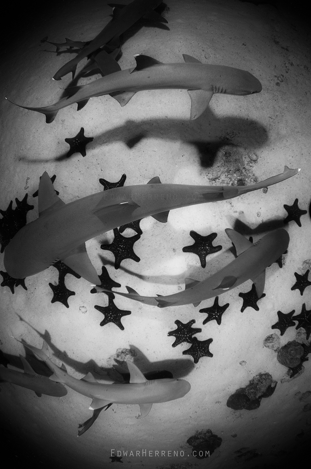 Whitetip Reef Sharks Hunting at Night. Cocos Island - Costa Rica.