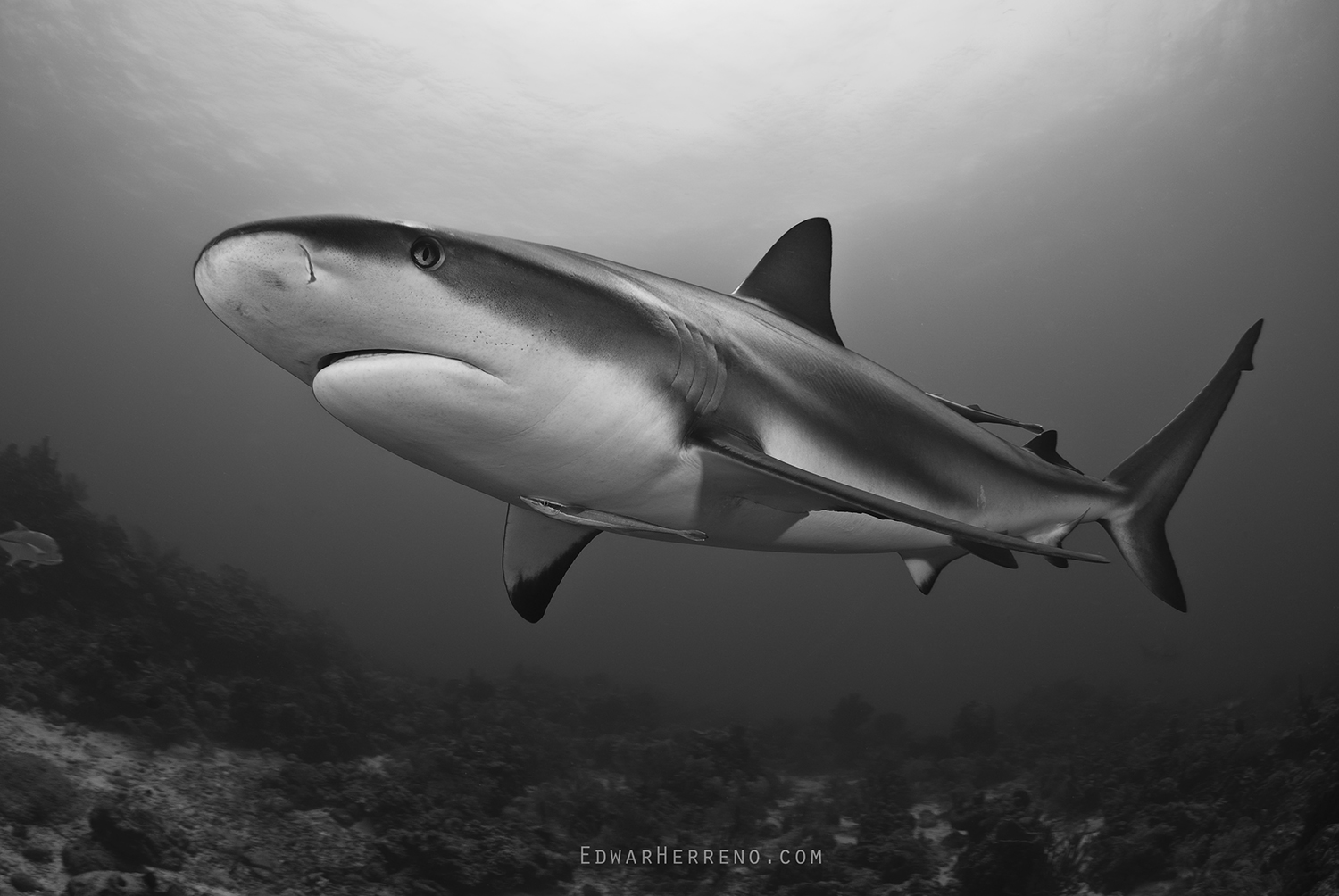 Caribbean Reef Shark.  Roatan - Honduras.