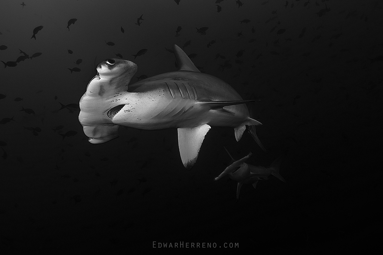 Scalloped Hammerhead Shark. Cocos Island - Costa Rica.