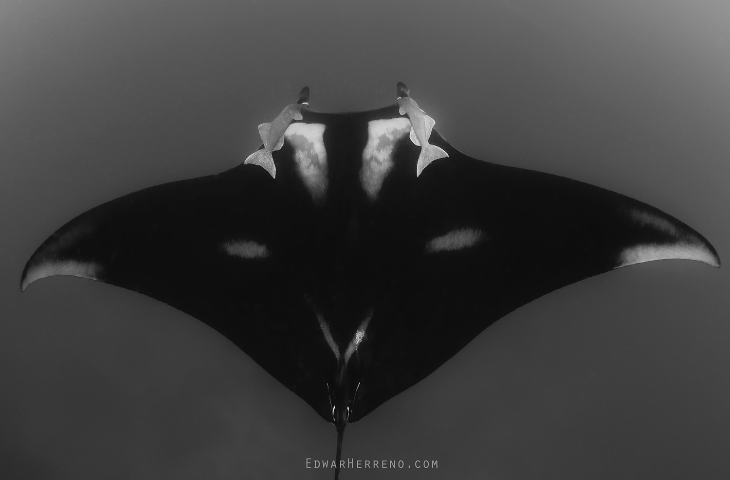 Giant Oceanic Manta Ray. Bat Island - Costa Rica.