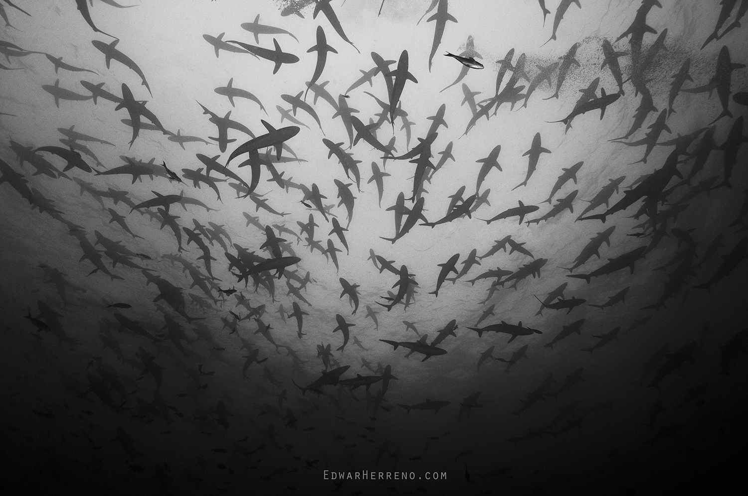 Silky Sharks. Malpelo - Colombia.