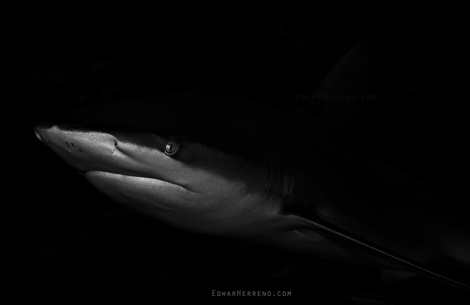 Galapago Shark - Manuelita. Cocos Island - Costa Rica.