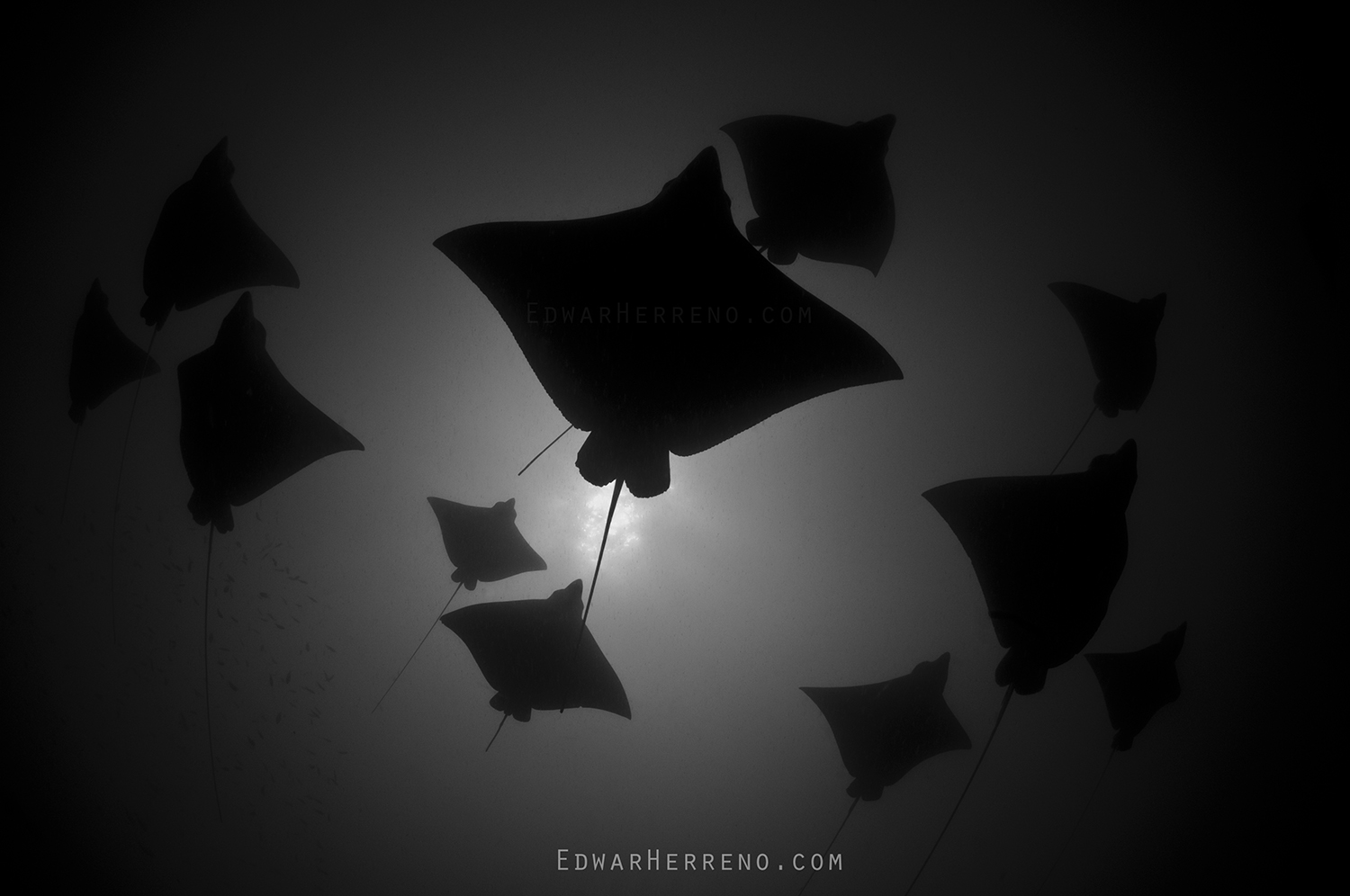 Eagle Rays. Papagayo Gulf - Costa Rica.