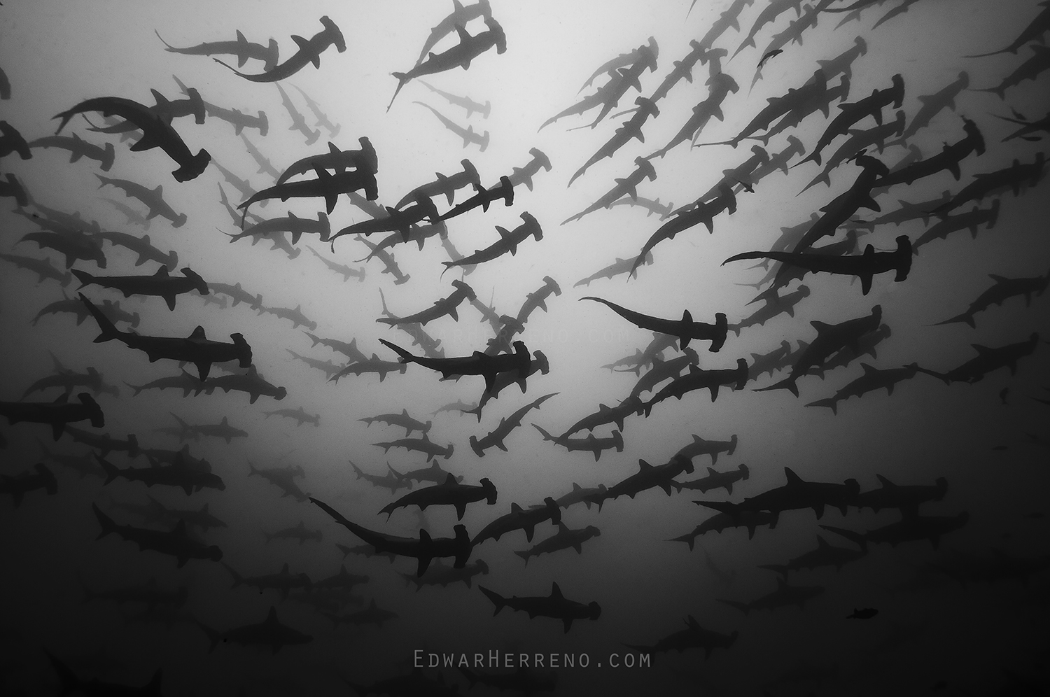 School of Scalloped Hammerhead Sharks. Cocos Island - Costa Rica.