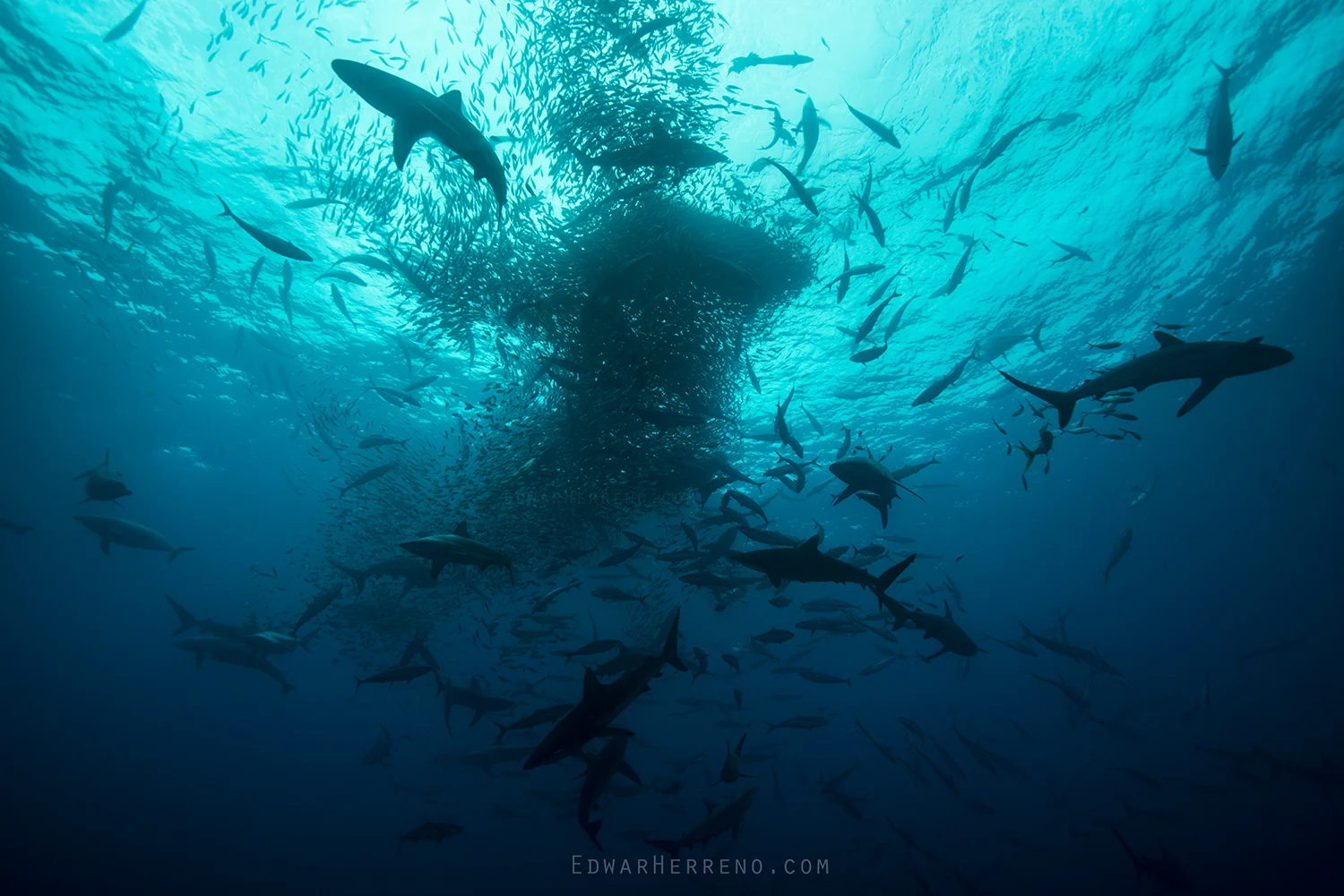 Bottlenose Dolphins, Silky, Black Tip & Galapago Sharks, Yellow Fin Tuna and Boobys Feeding on a Ball of Fish