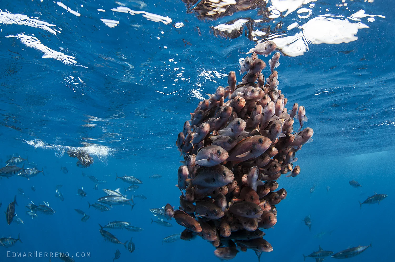 Tunas Feeding on a Ball of Creole Fish