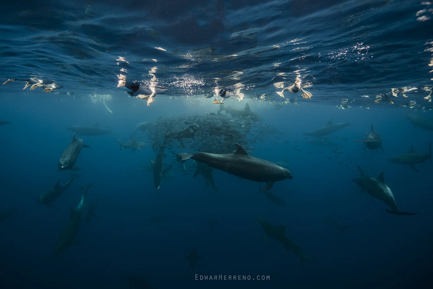 Bottlenose Dolphins, Silky, Black Tip & Galapago Sharks, Yellow Fin Tuna and Boobys Feeding on a Ball of Fish