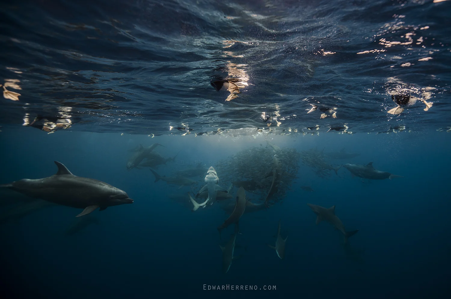 Bottlenose Dolphin, Silky, Black Tip & Galapago Sharks, Yellow Fin Tuna and Boobys Feeding on a Ball of Fish