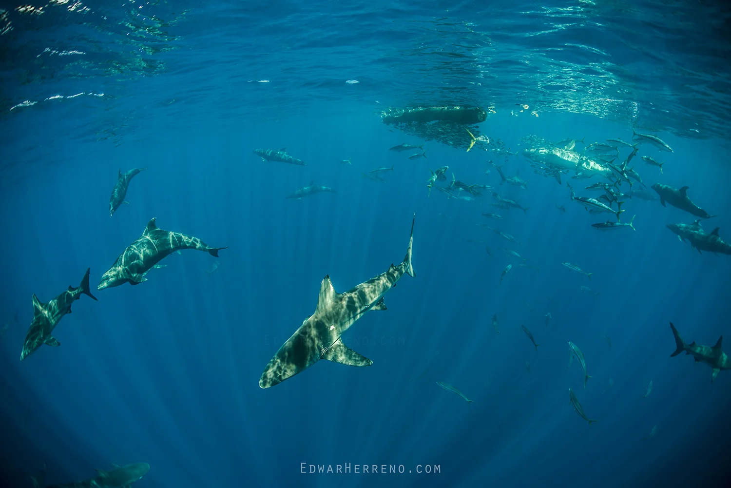 Bottlenose Dolphins, Silky, Black Tip & Galapago Sharks, Yellow Fin Tuna and Boobys Feeding on a Ball of Fish