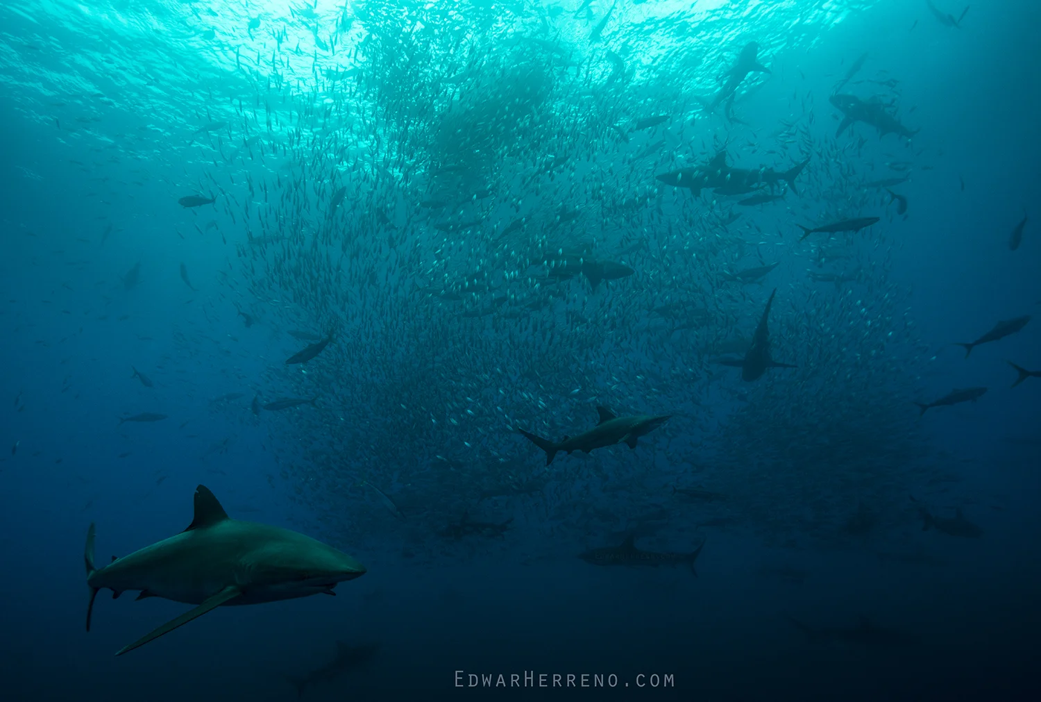 Silky, Black Tip & Galapago Sharks, Yellow Fin Tuna and Boobys Feeding on a Ball of Fish