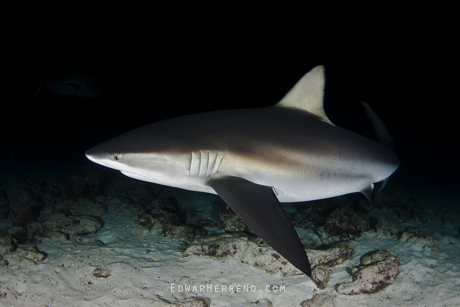 Galapago Shark at Night - Lobster Rock. Cocos Island - Costa Rica.