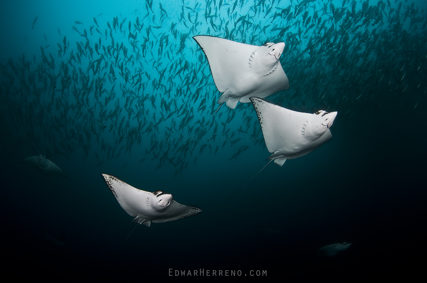 Eagle Rays. Black Rock - Costa Rica.