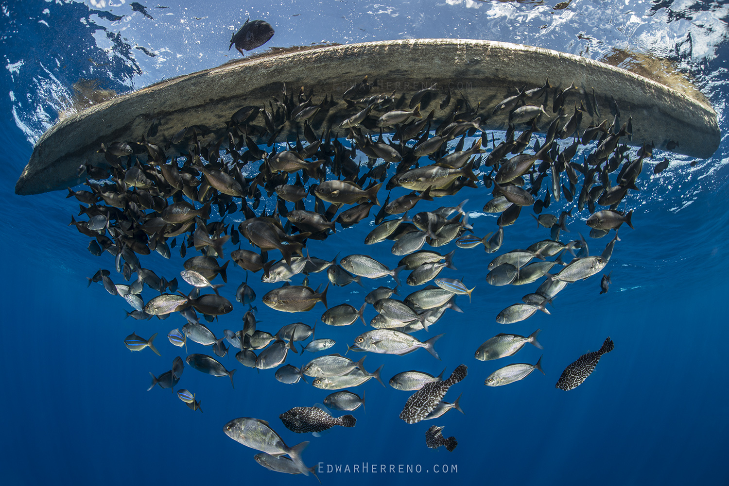 Pelagic Fish Under a Log Drifting in the Eastern Pacific. Cocos Island - Costa Rica.