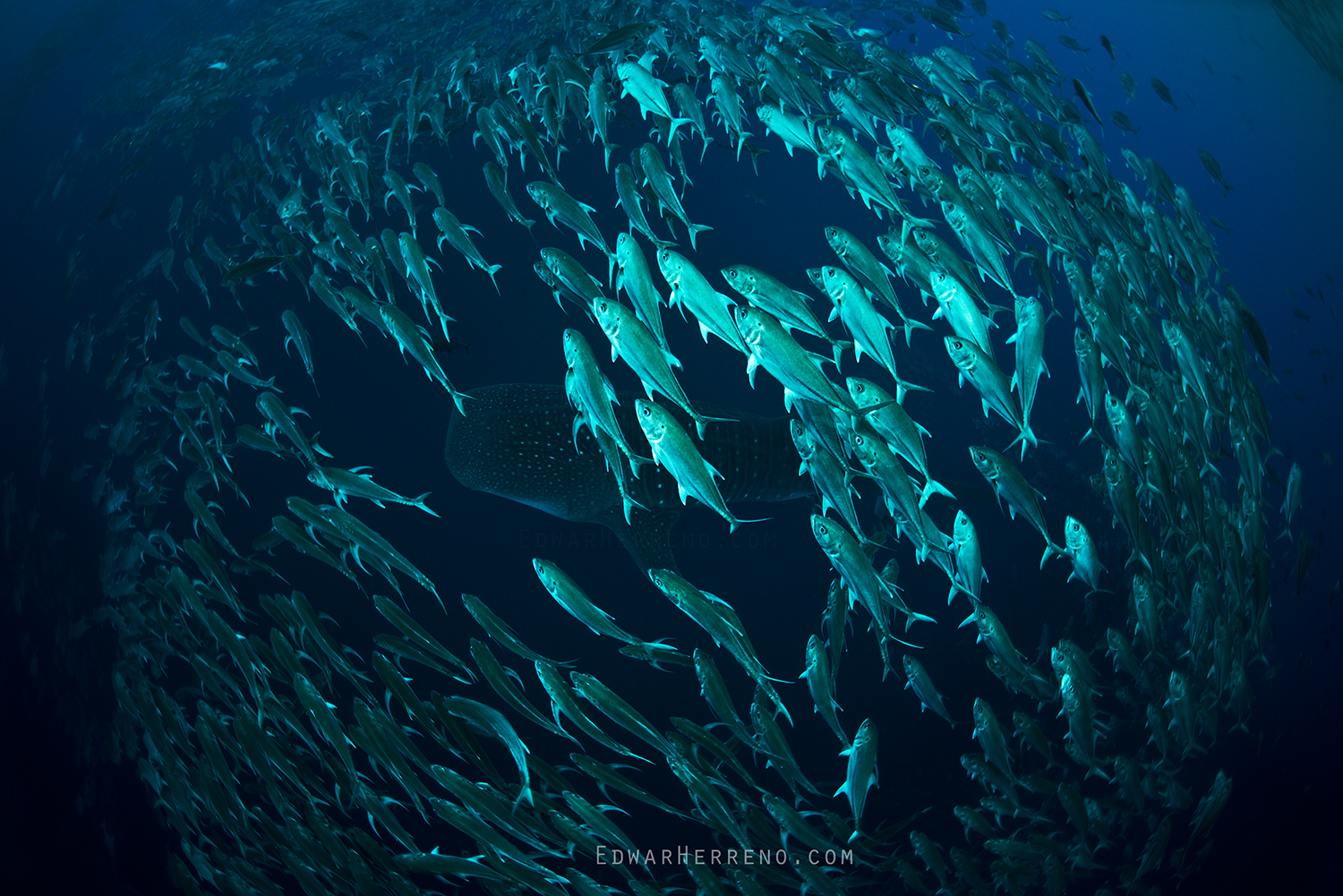 Bigeye Jack & Whale Shark. Cocos Island - Costa Rica.