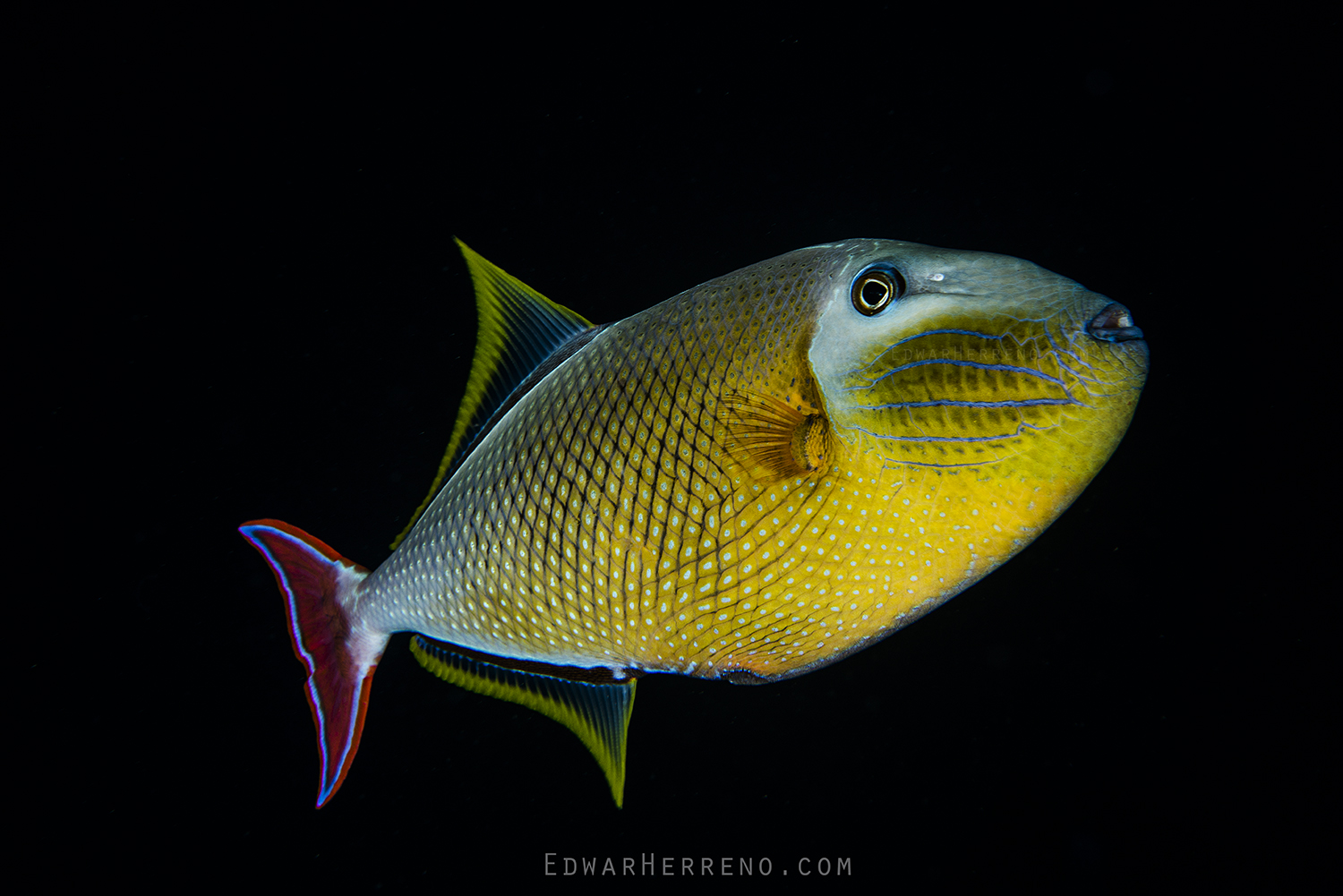 Crosshatch Triggerfish - Dirty Rock. Cocos Island - Costa Rica.