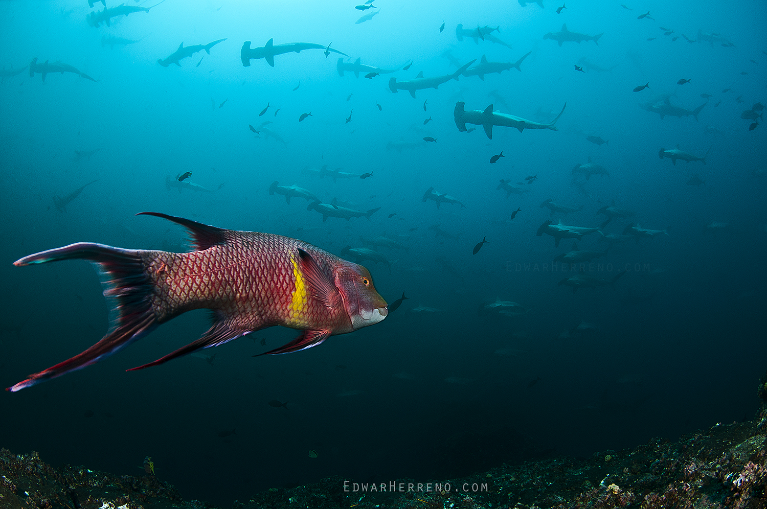Mexican Hogfish - Alcyone. Cocos Island - Costa Rica.