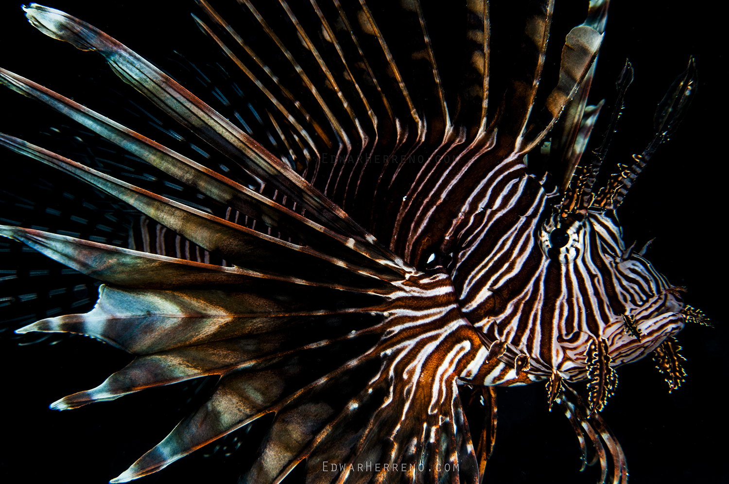 Lion Fish - Utila