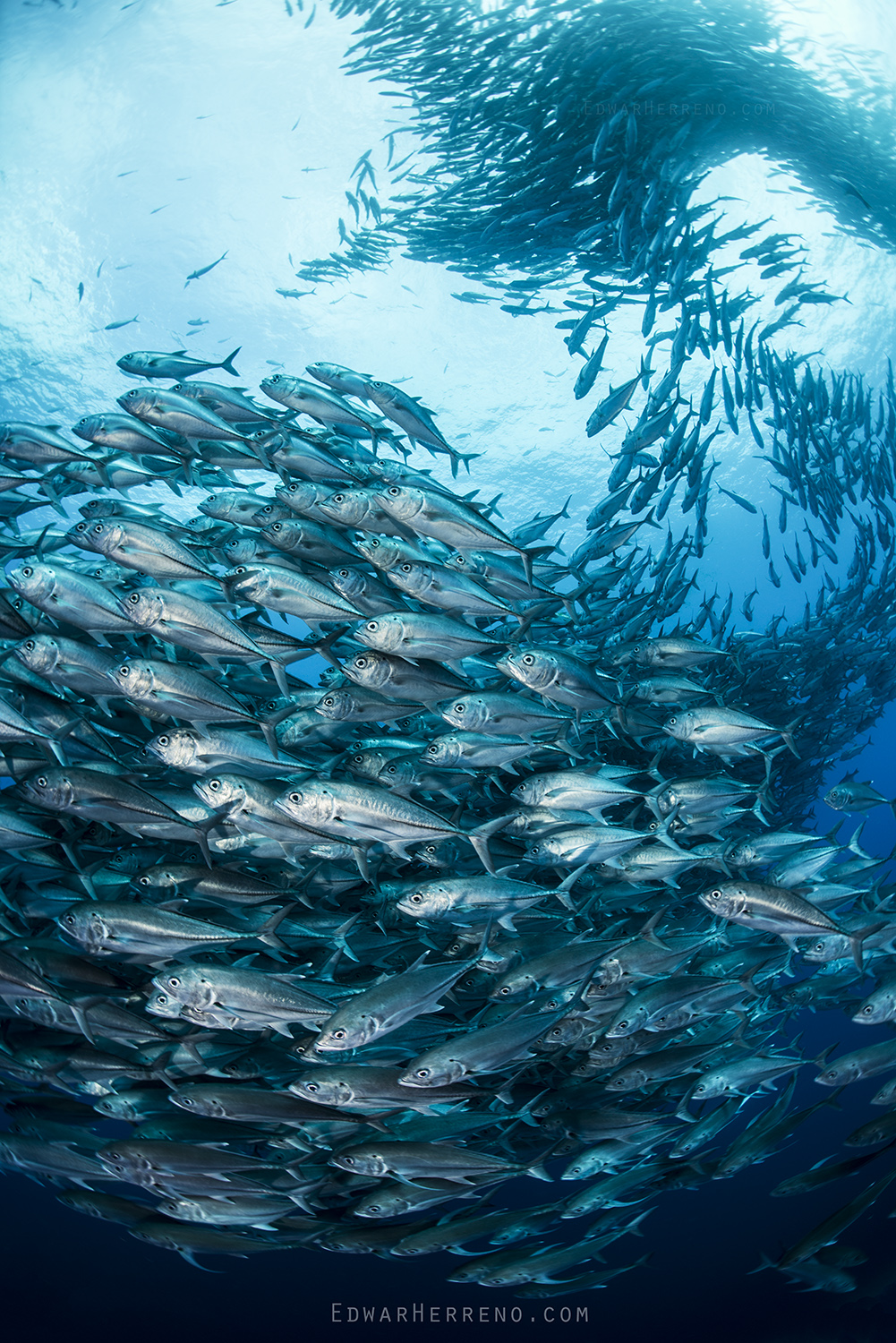 Bigeye Jack - Dirty Rock. Cocos Island - Costa Rica.