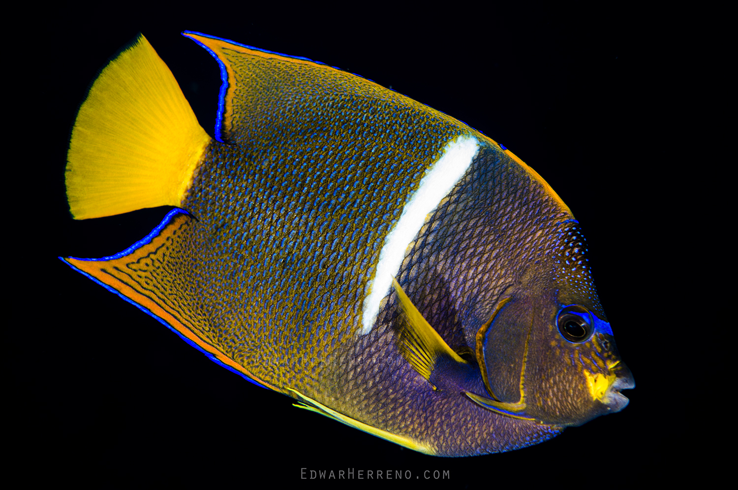 King Angelfish - Dirty Rock. Cocos Island - Costa Rica.