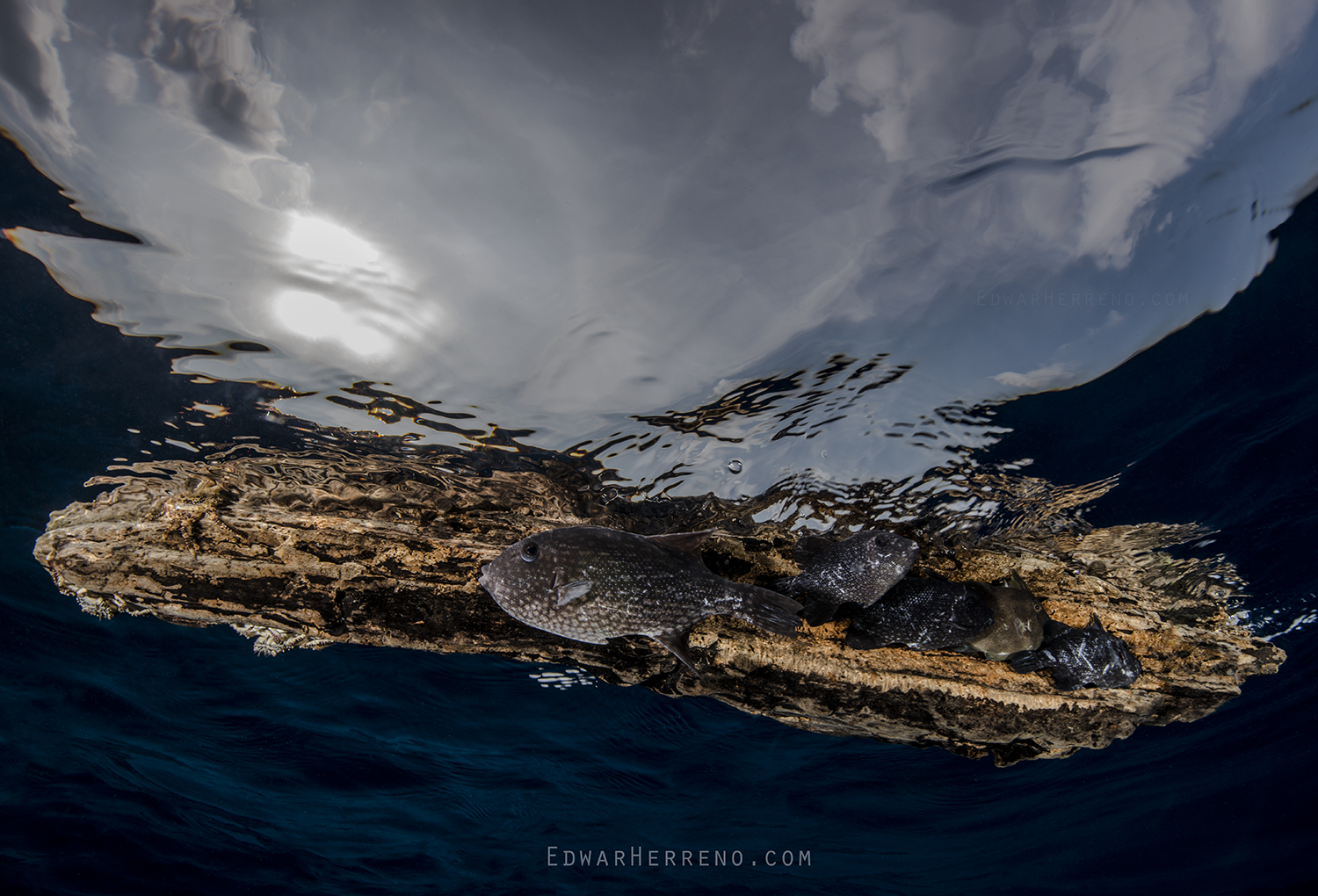 Pelagic Triggerfish Hiding Under a Log - Eastern Pacific . Cocos Island - Costa Rica.