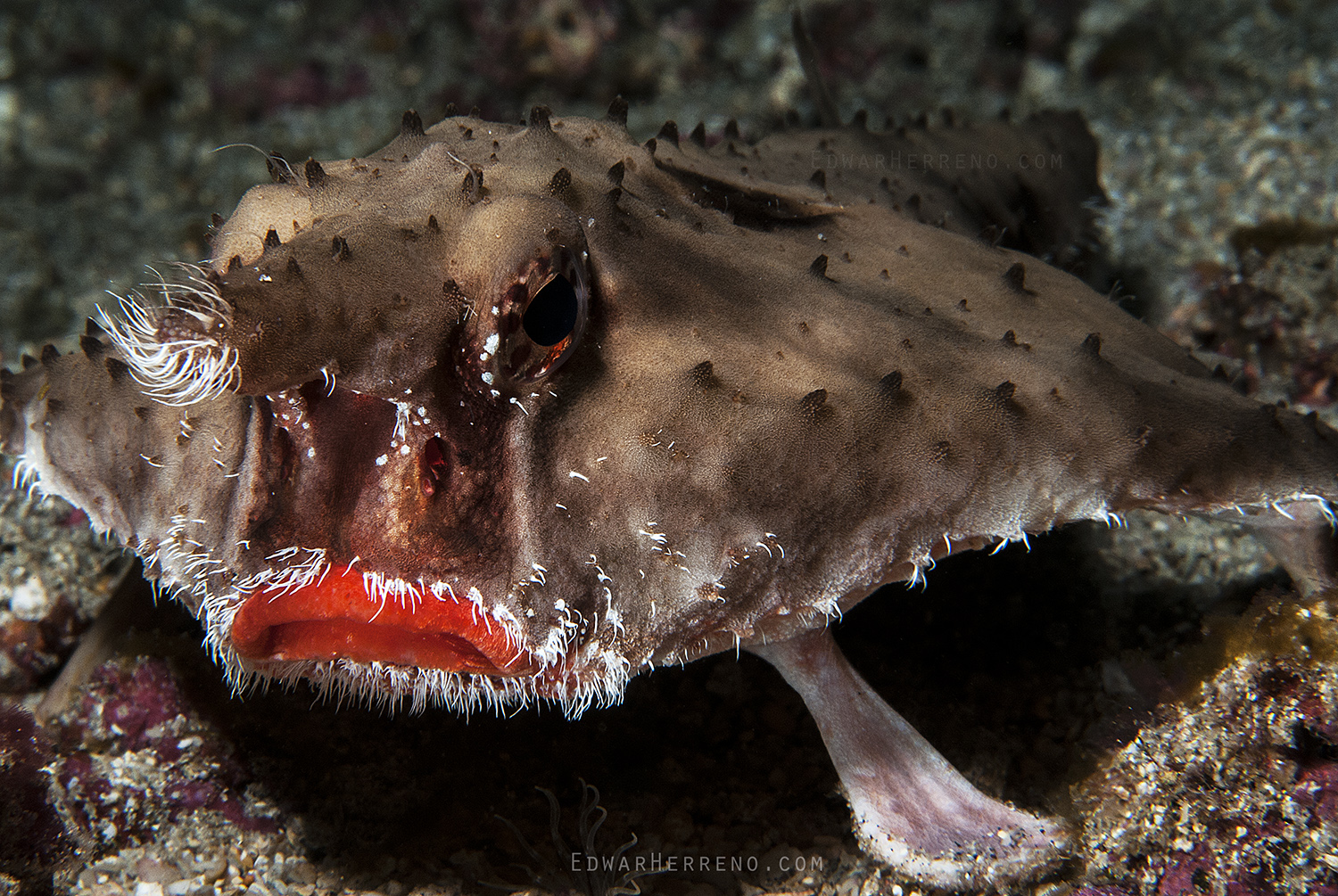 Batfish. Cocos Island - Costa Rica.