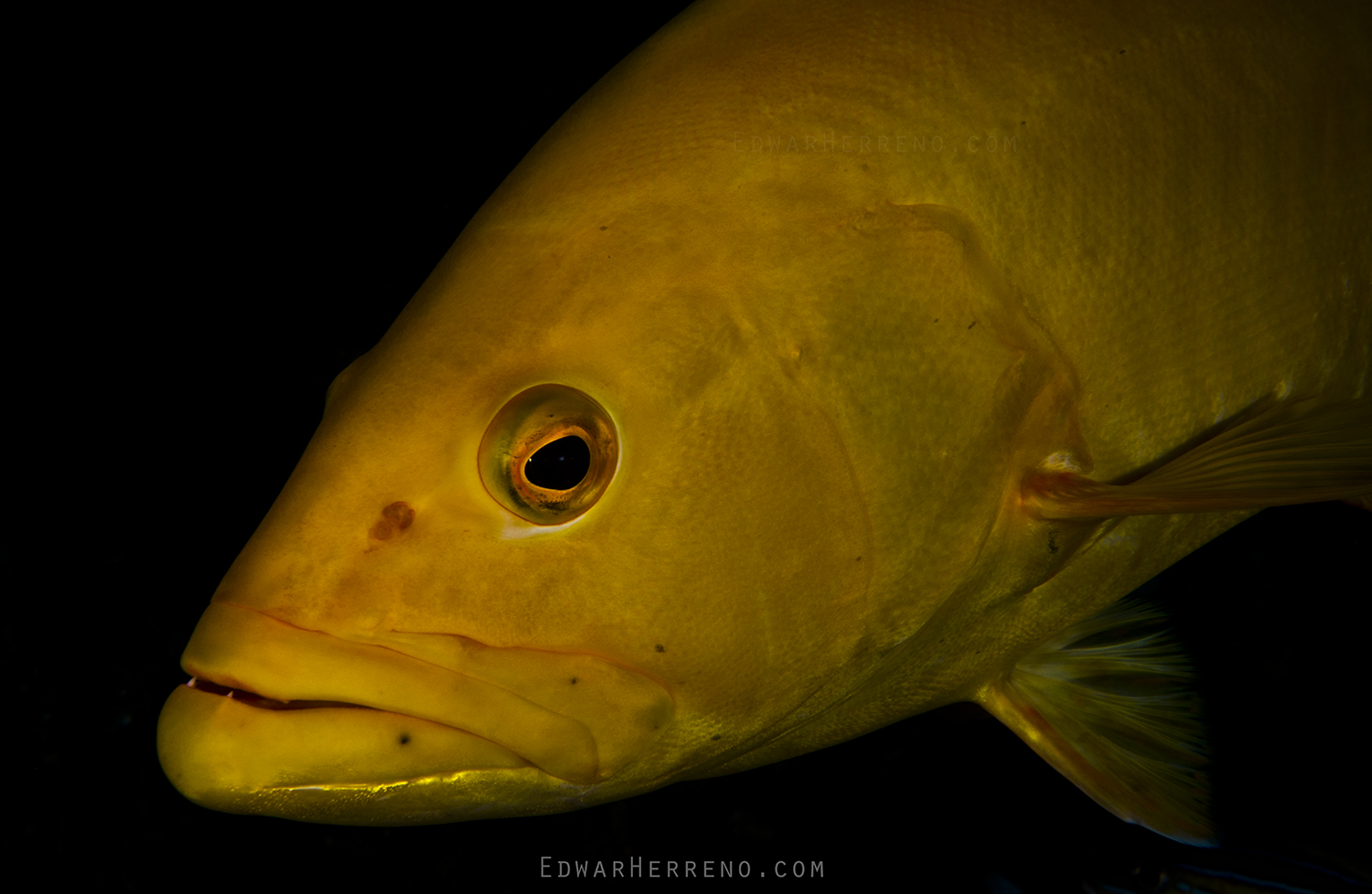 Grouper in a Mating Phase. Cocos Island - Costa Rica.