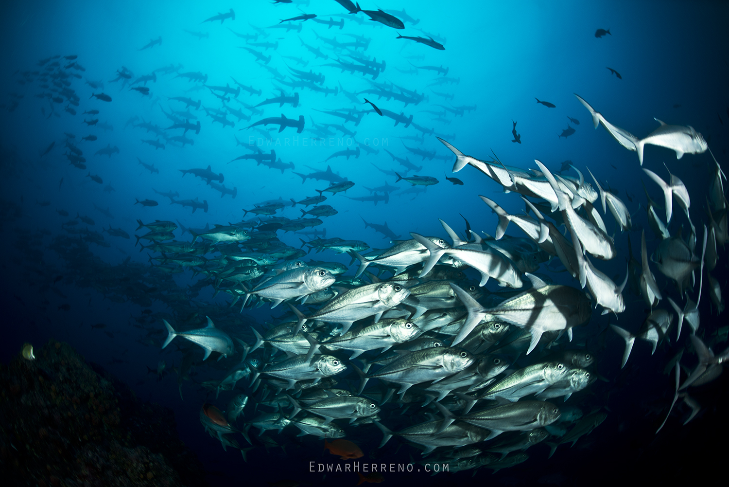 Bigeye Jacks & Hammerheads. Cocos Island - Costa Rica.