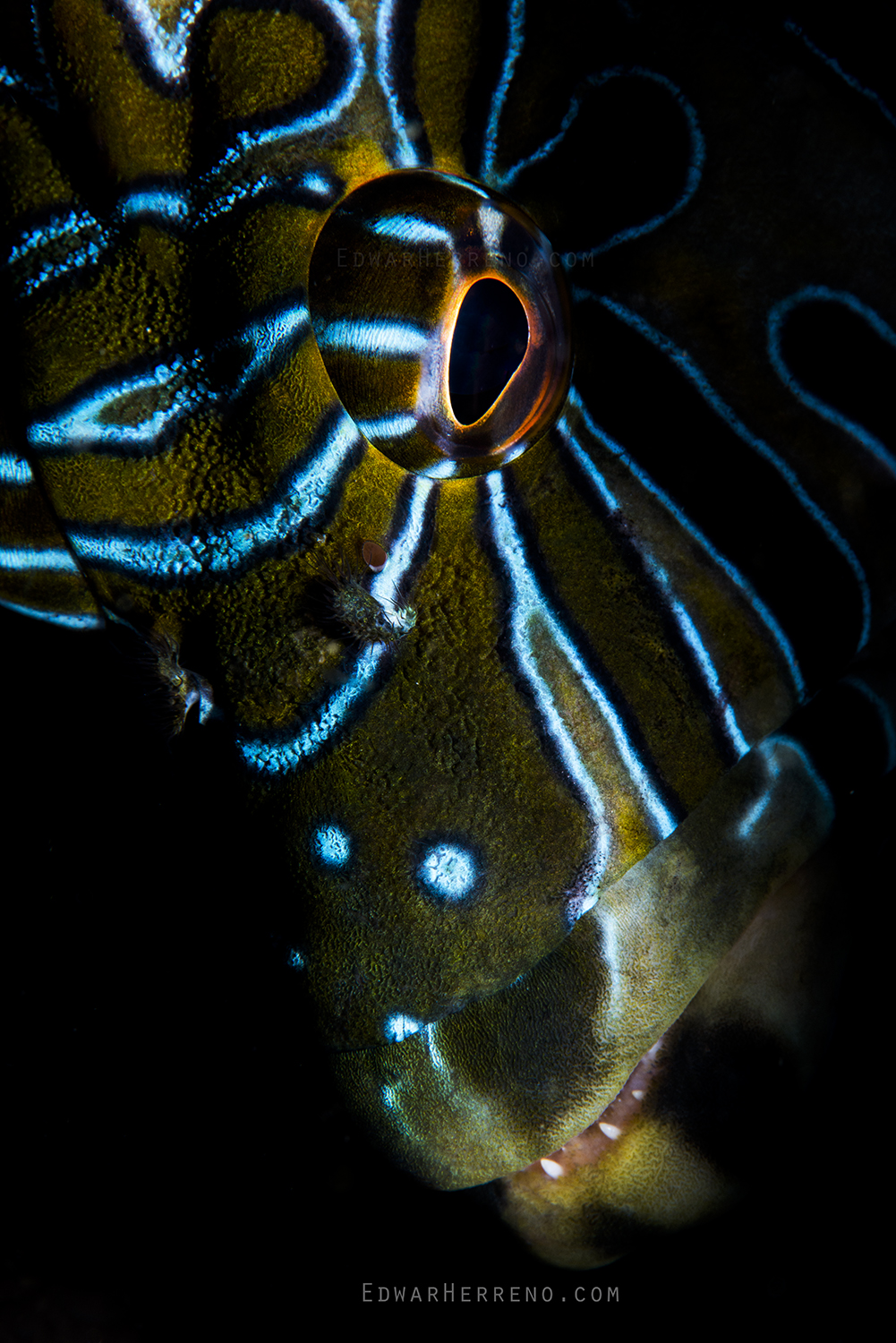 Giant Hawkfish. Papagayo Gulf - Costa Rica.