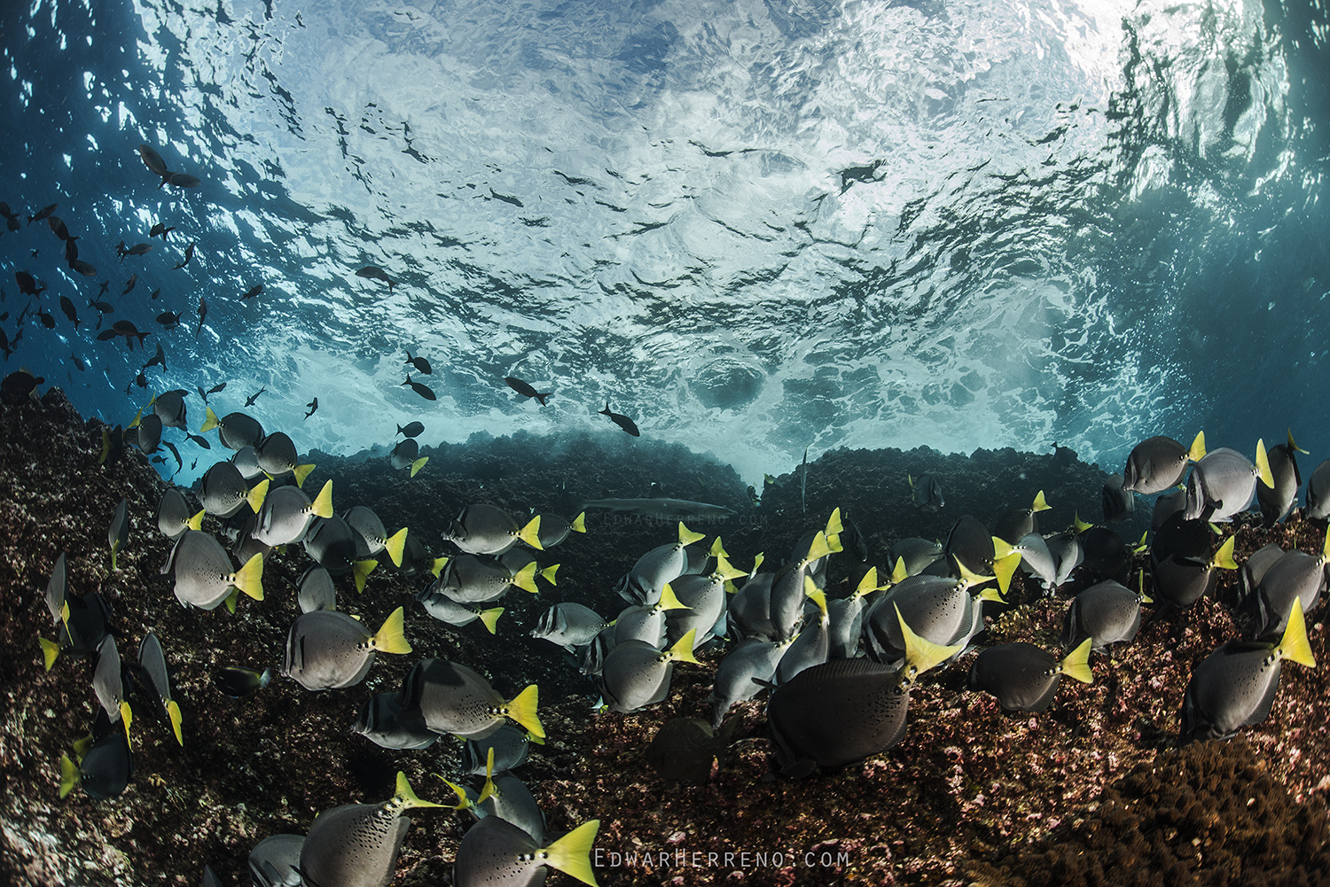 Yellow Tail Surgeonfish. Cocos Island - Costa Rica.