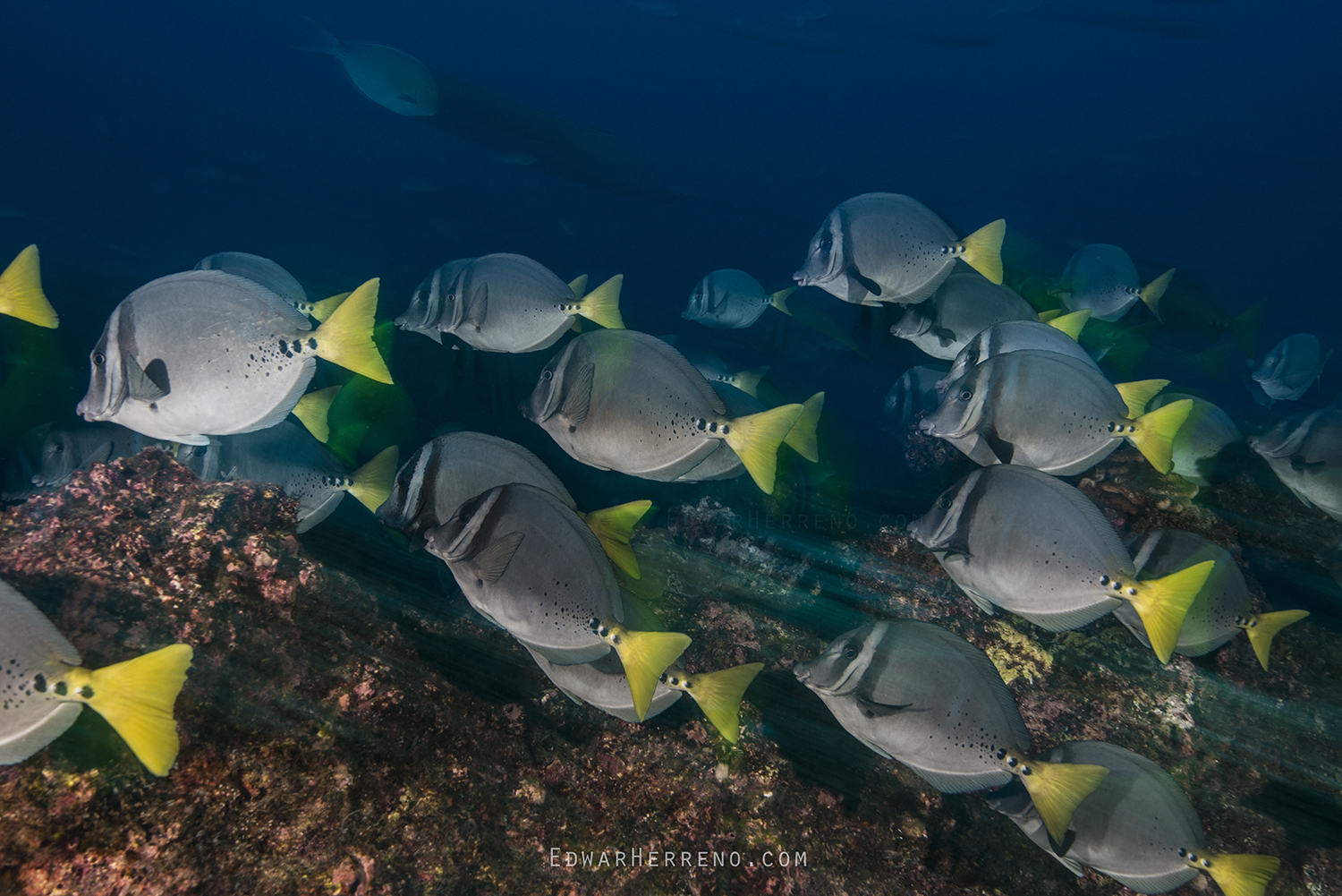 Yellow Tail Surgeonfish. Cocos Island - Costa Rica.