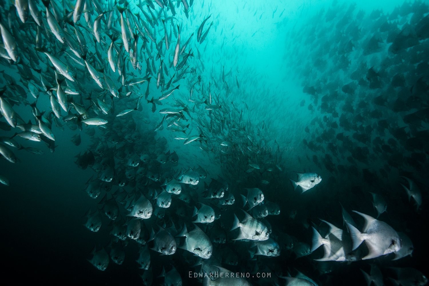 Spadefish. Black Rock - Costa Rica.