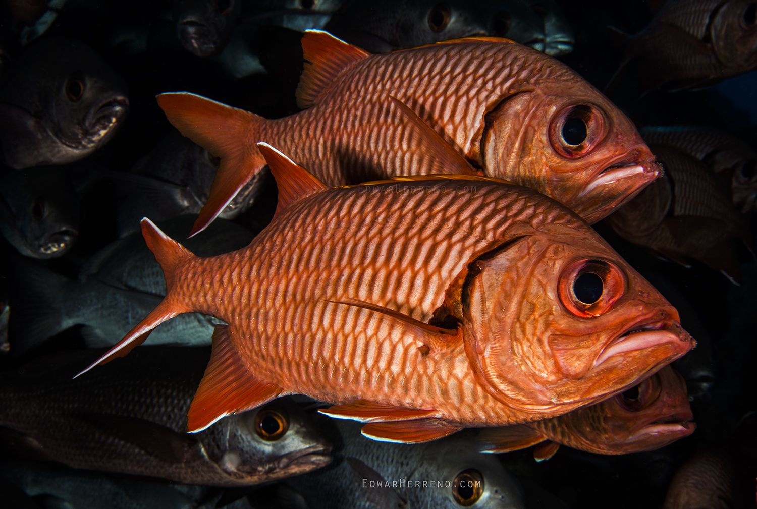 Cardenal Fish - Dirty Rock. Cocos Island - Costa Rica.