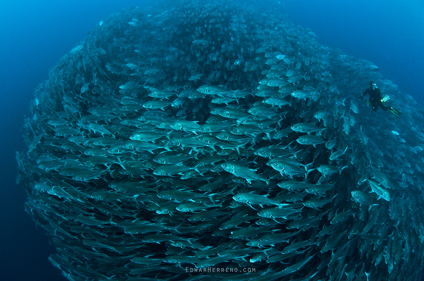 Bigeye Jack. Cocos Island - Costa Rica.